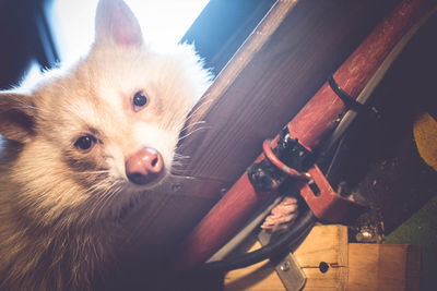 High angle portrait of dog sitting on floor