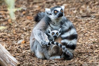 Baby ring-tailed lemur snuggling with his mother on the ground