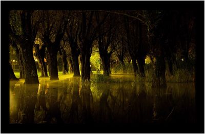 Trees in forest