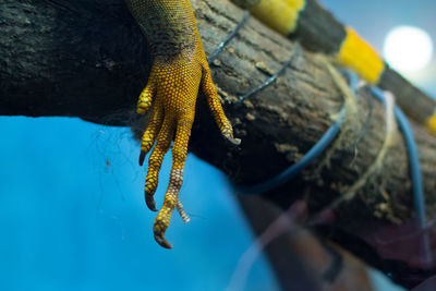 Close-up of yellow snake
