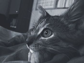 Close-up of a cat looking away