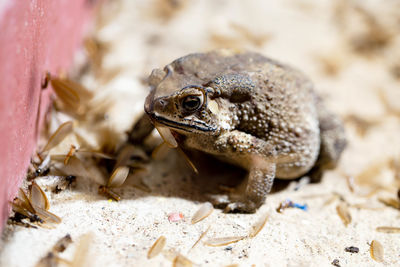 Close-up of crab on sand