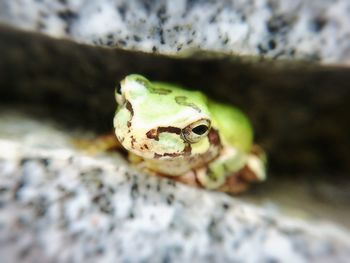 Close-up of lizard on rock