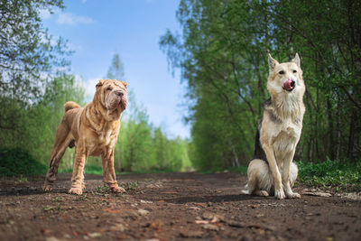 View of a dog on land