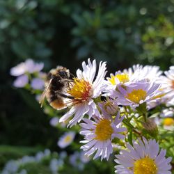 Close-up of bee on white flowers