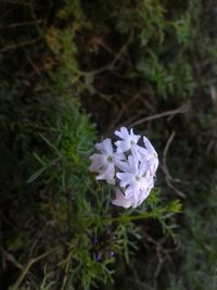 Close-up of white flowers