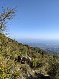 Scenic view of landscape against clear sky