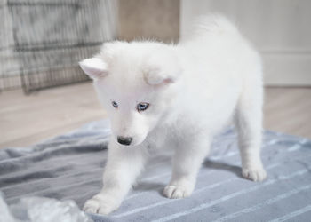 Yakutian laika puppy playing with plastic bag indoors. white fluffy puppy with blue eyes. 