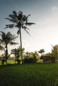 Palm trees on field against sky