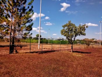 Trees on field against sky