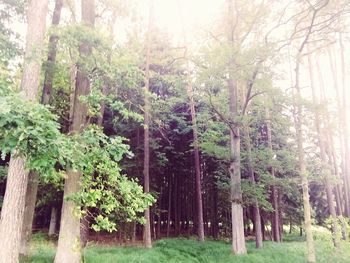 Trees in forest