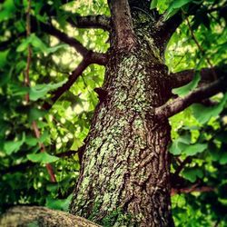 Close-up of tree trunk in forest