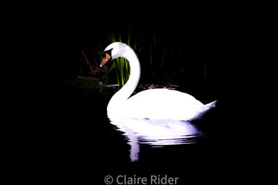 White swan floating on lake