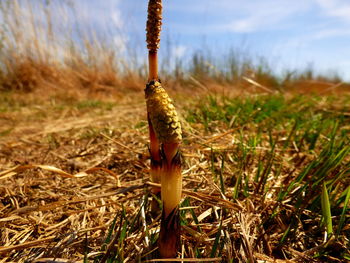 Close-up of plants growing on field