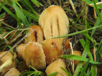 Close-up of mushrooms growing on plant