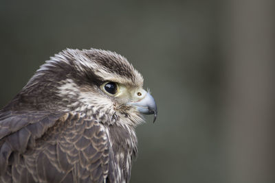 Close-up of a bird