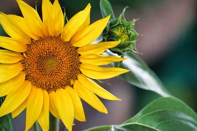 Close-up of sunflower