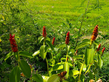 Close-up of red flowering plant in field