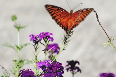 Close-up of butterfly pollinating on purple flower
