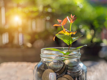 Close-up of plant in jar on table