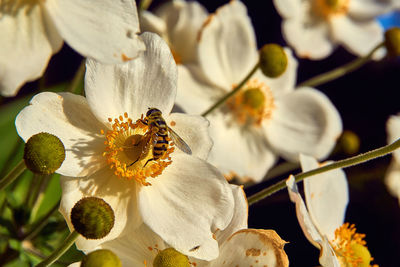 Close-up of white flowering plant