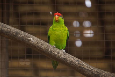 Close-up of parrot perching in cage