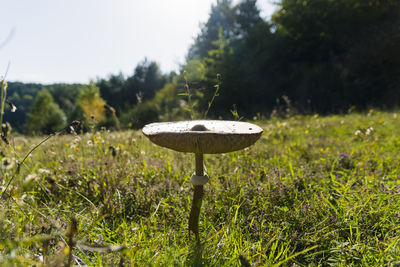 Close-up of mushroom growing on field