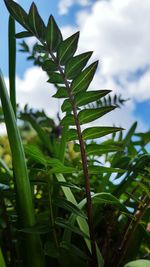 Close-up of leaves growing on plant against sky