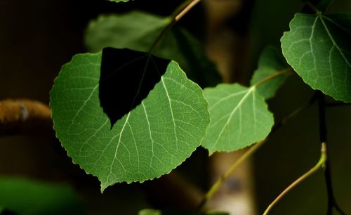 Close-up of green aspen leaves