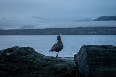Seagull perching on rock by sea against sky