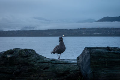 Seagull at the port angeles waterfront, port angeles, washinton state, usa