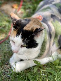 Close-up of a cat on field