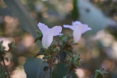 Close-up of flowers