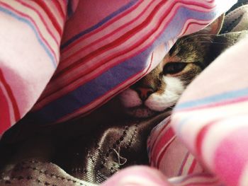 Close-up portrait of a cat