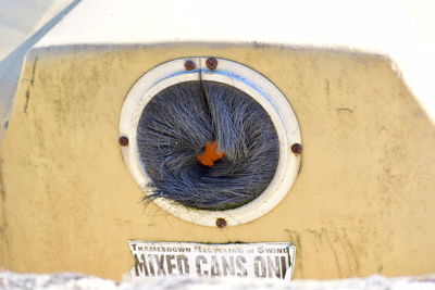 Close-up of bird on window