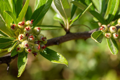 Close-up of berries growing on tree