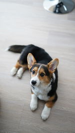 High angle portrait of dog relaxing on floor