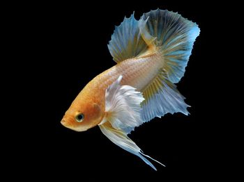 Close-up of fish swimming in water