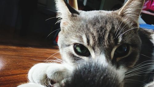 Close-up portrait of a cat