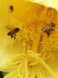 Close-up of bee pollinating on yellow flower