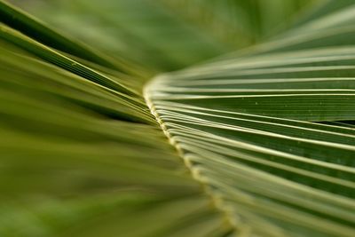 Close-up of plant