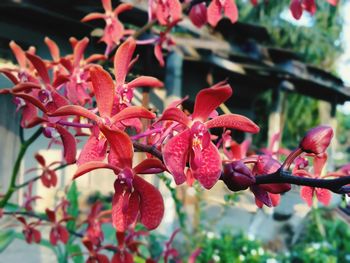 Close-up of red flowering plant