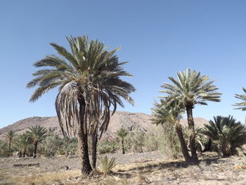 Palm trees against clear sky