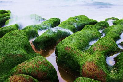 High angle view of moss growing in water