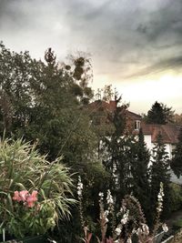Flowering plants and trees in forest against sky
