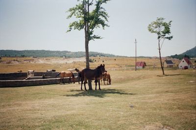 Horses on field against sky