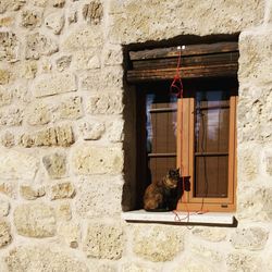 Cat hanging on wall of building