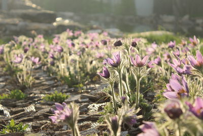 Close-up of purple crocus blooming outdoors