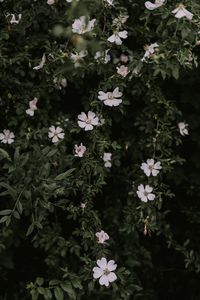 Close-up of flowers blooming on tree