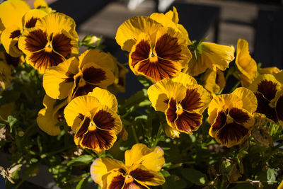 Close-up of yellow flowers blooming outdoors